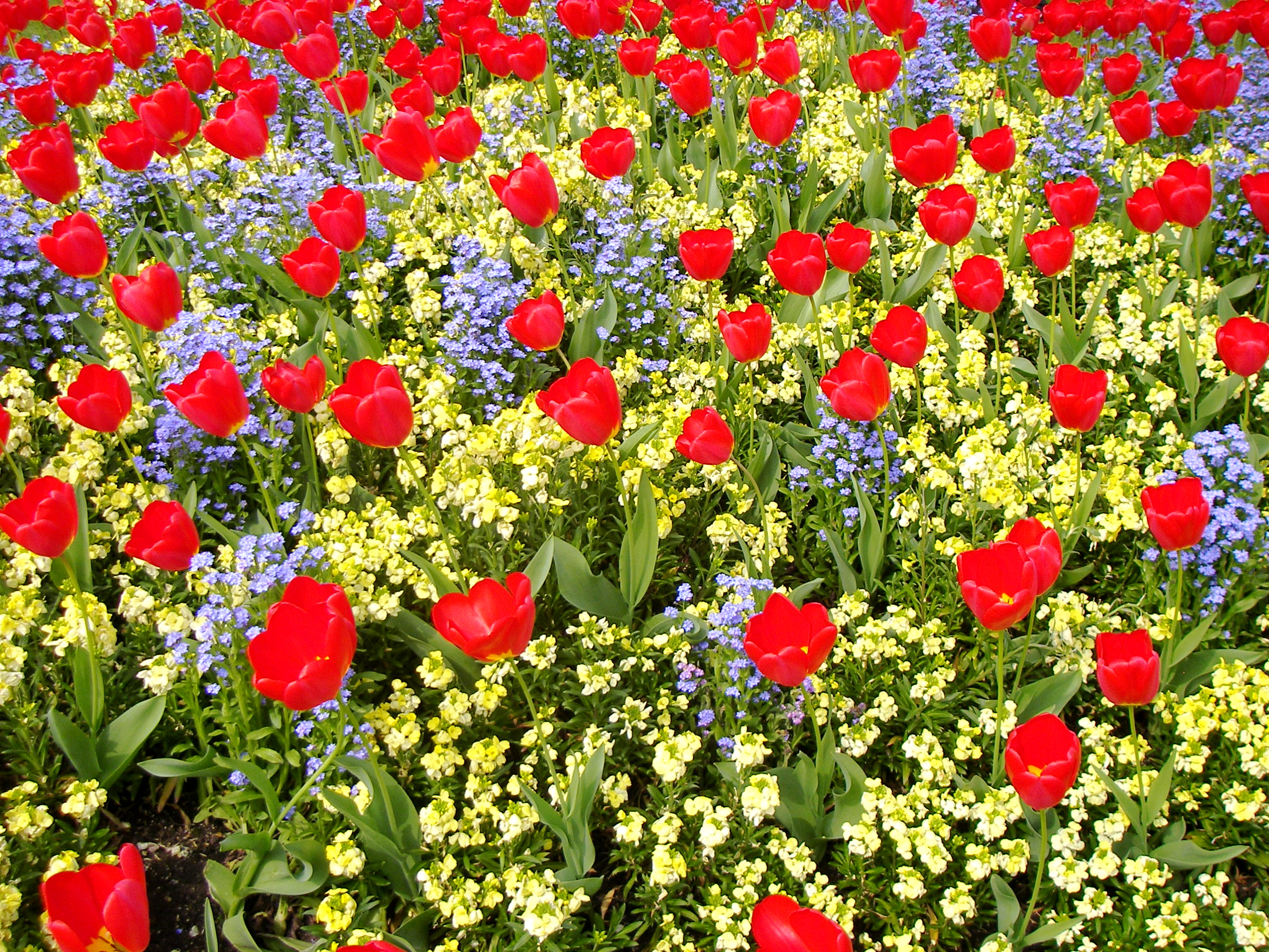 Brightly coloured flowers, London